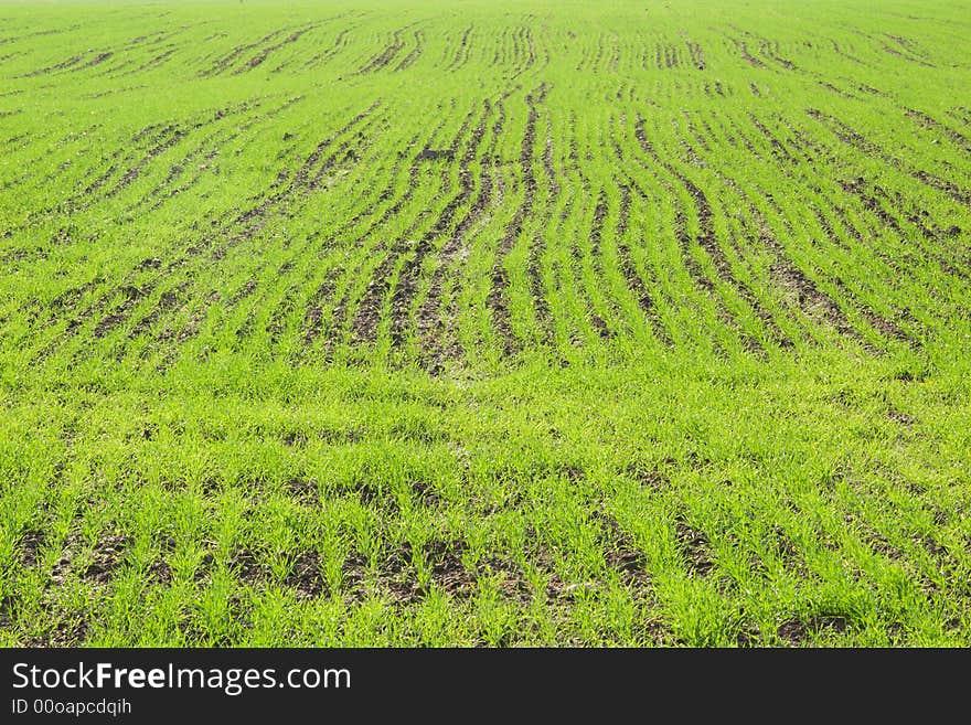 Fresh green winter crops filed. Fresh green winter crops filed