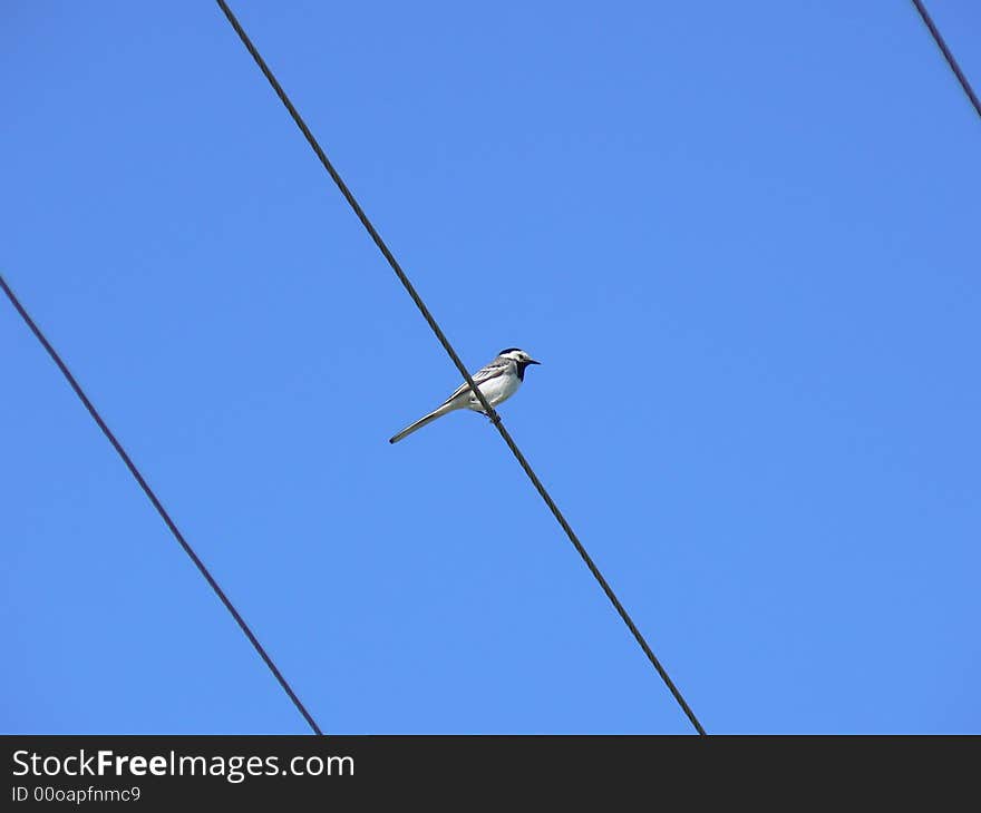 A bird sits on the wire