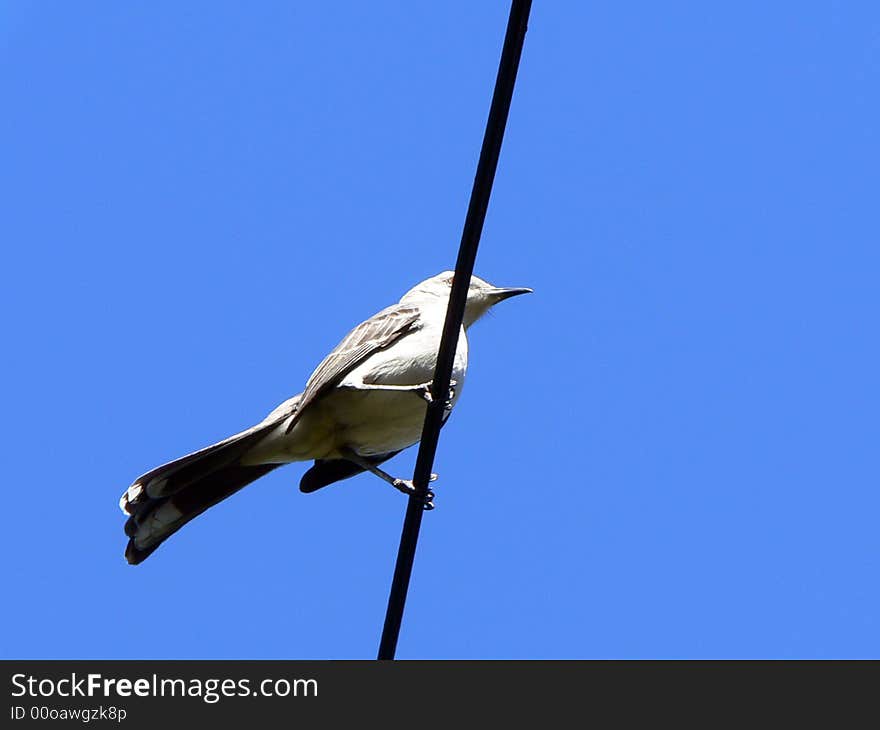 Rolinha bird with sky backgroung