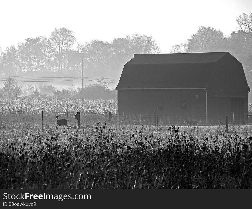 Two deers in eary moring going past a barn. Two deers in eary moring going past a barn.