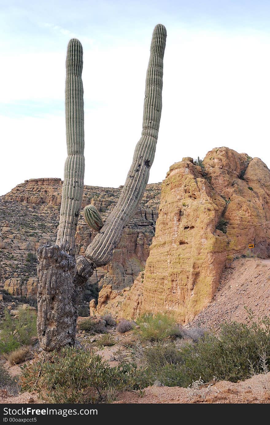 Cactus in Front of a hill