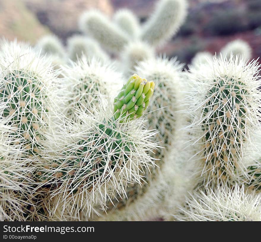 Close Up of a Cactus