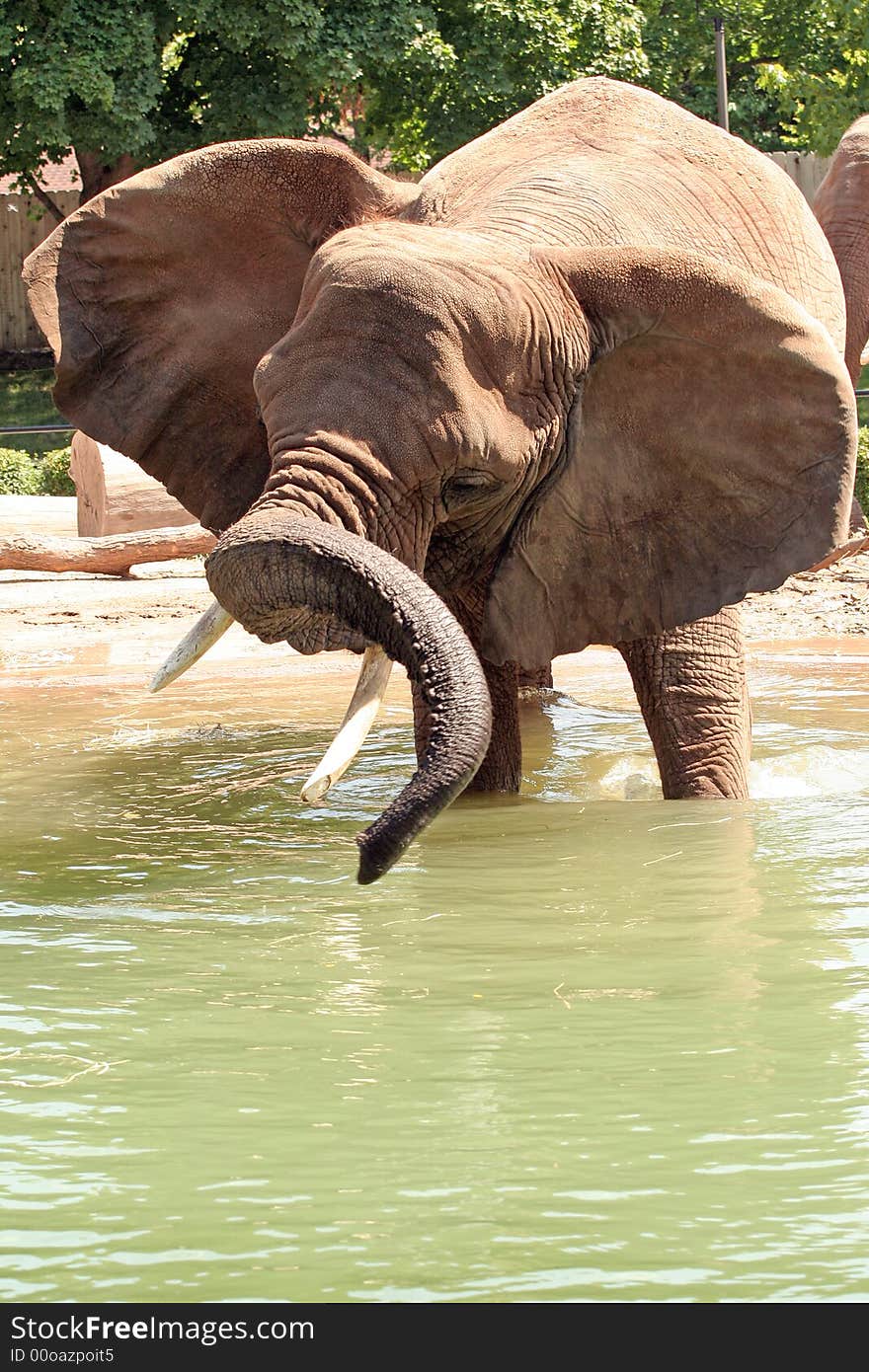 Playful elephant twisting and swinging its trunk in water. Playful elephant twisting and swinging its trunk in water