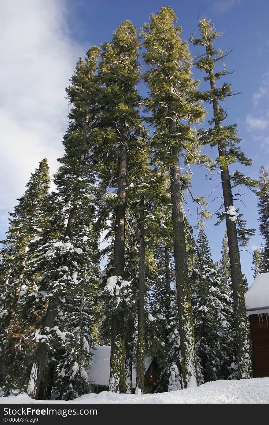 Tall Tree In The Sierras