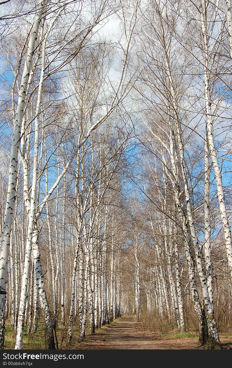 Birches Landscape