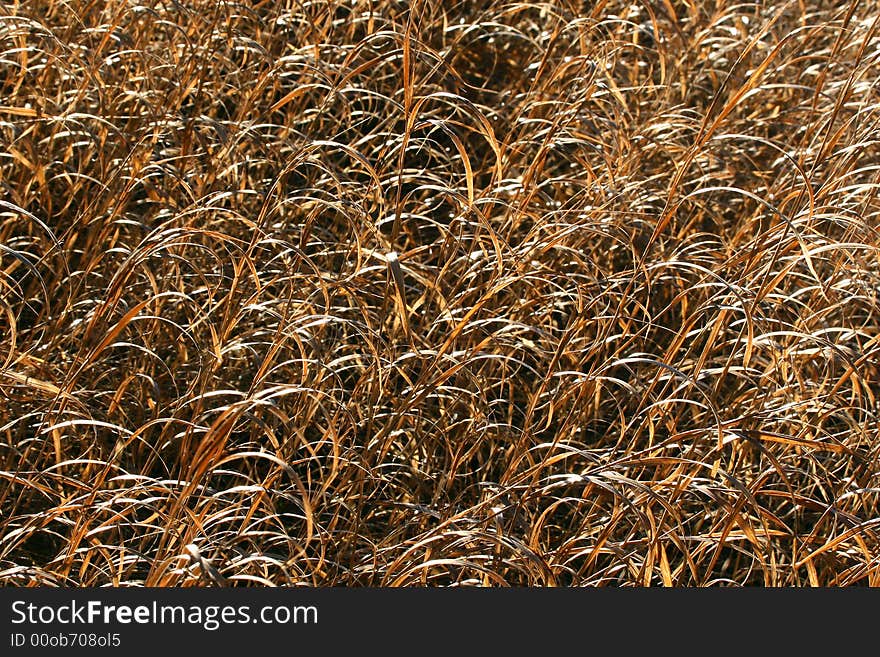 A whole bunch of backlit grasses, good background texture. A whole bunch of backlit grasses, good background texture