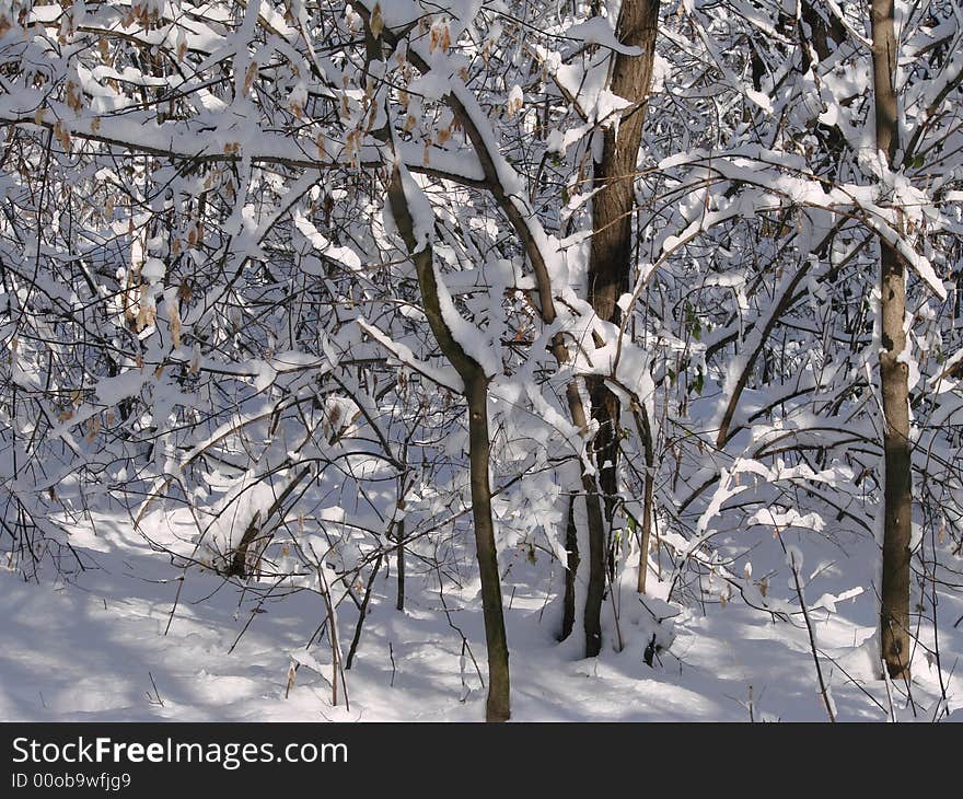 A new snow season at forest. A new snow season at forest