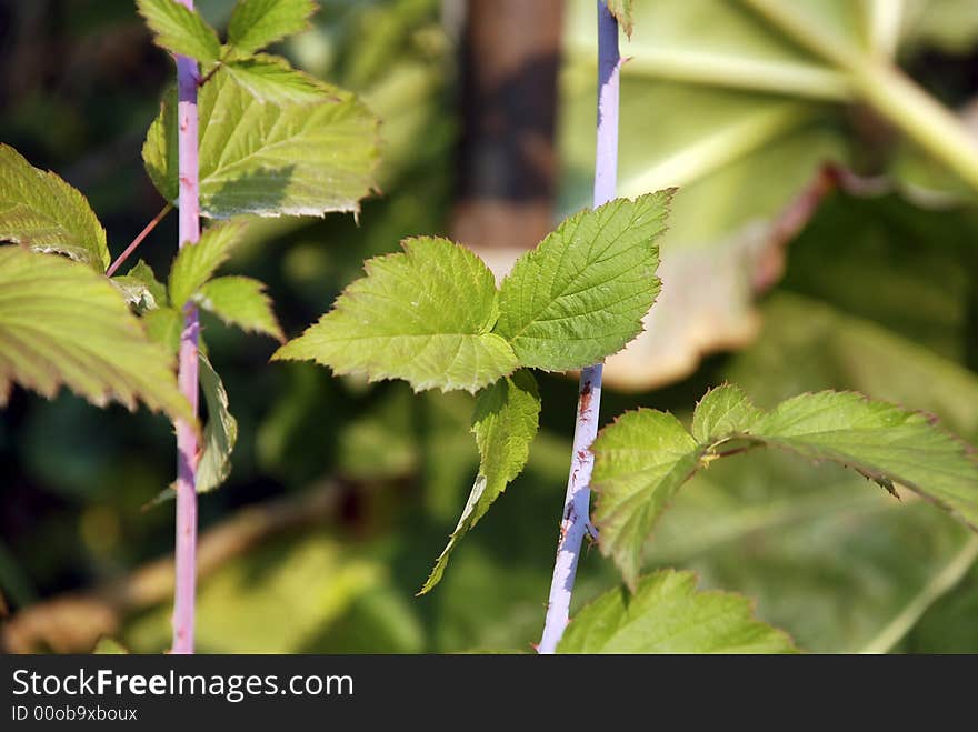 Blackberry cane and leaves closeup