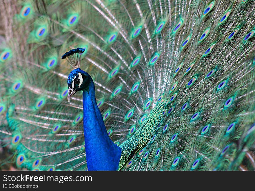 A photo of a peacock showing off for courtship at the Kansas City Zoo. A photo of a peacock showing off for courtship at the Kansas City Zoo