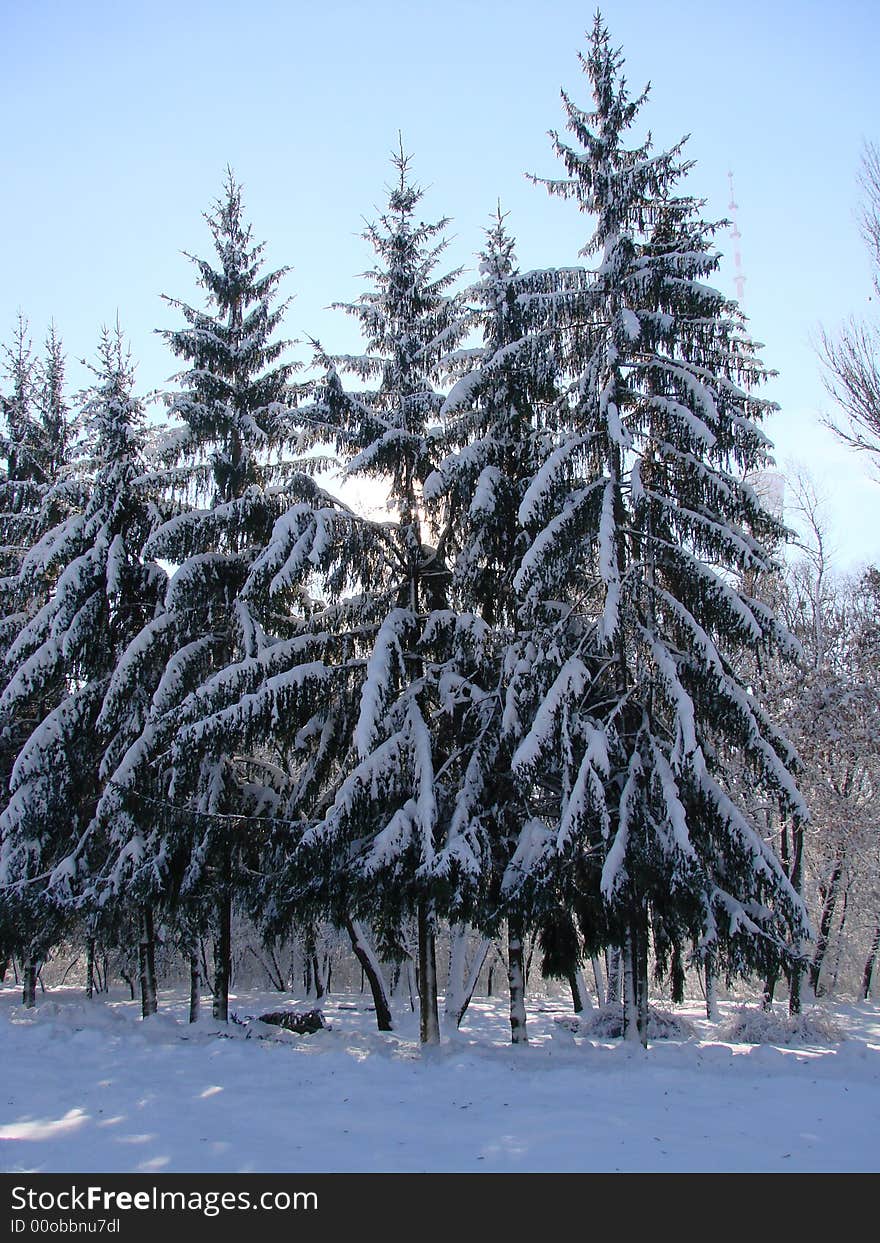 Snow Firs 1