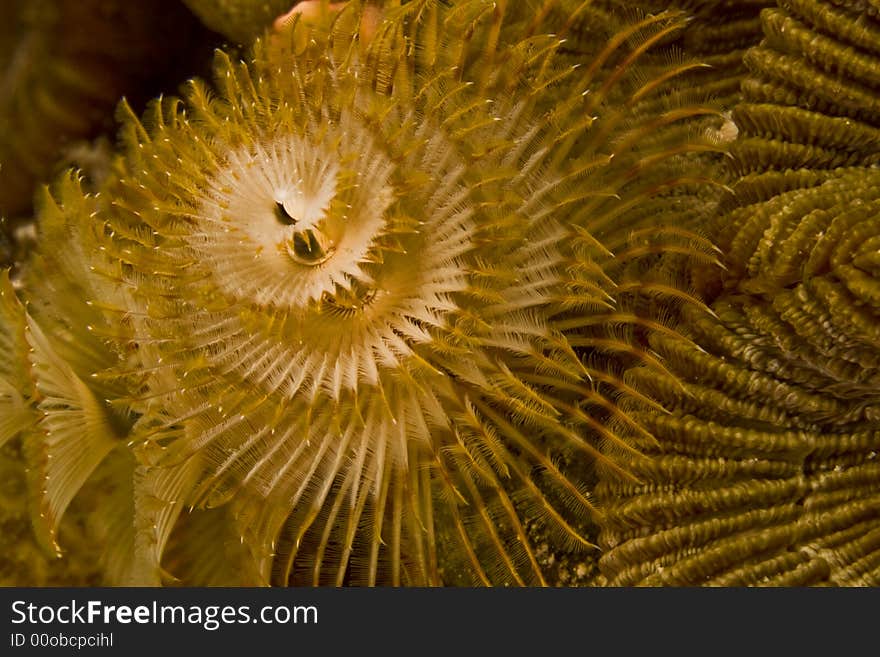 Christmas tree worm