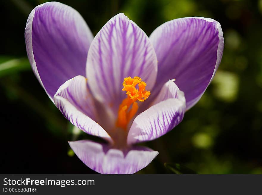 White-violet crocus close up