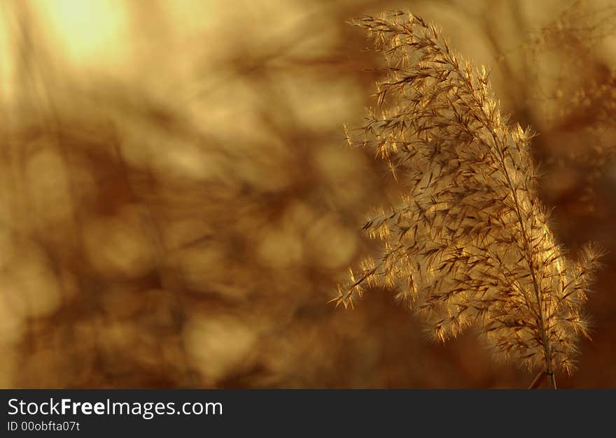 Brown reed grass on edge of bay in South Korea. Brown reed grass on edge of bay in South Korea.