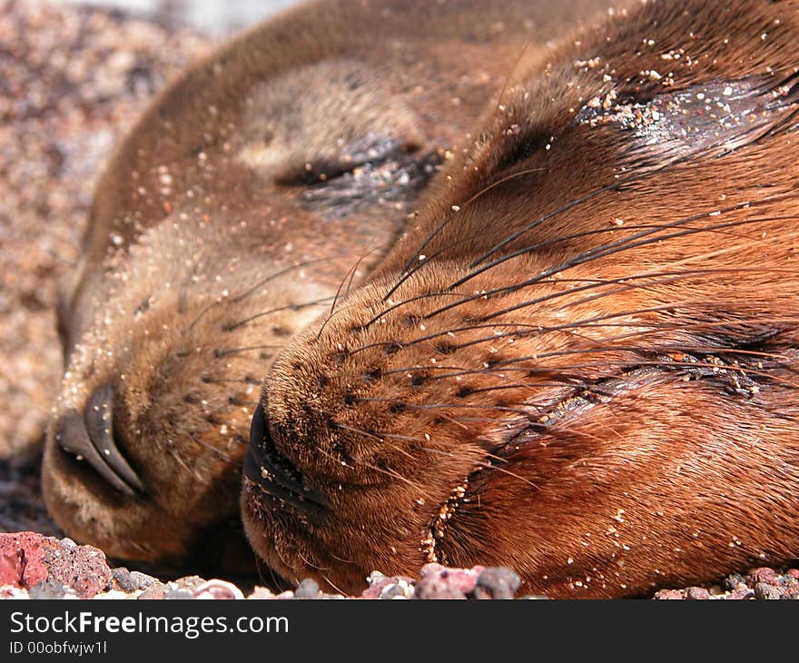 Two seals sleeping together in The Galapagos Islands. Two seals sleeping together in The Galapagos Islands.