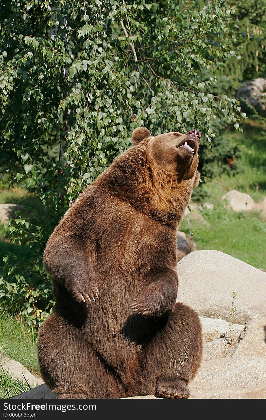 A brown bear seat down