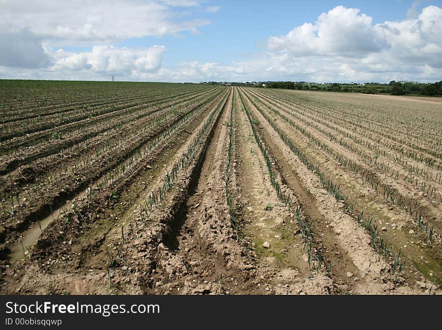 Field planted in furrows in Northern Ireland