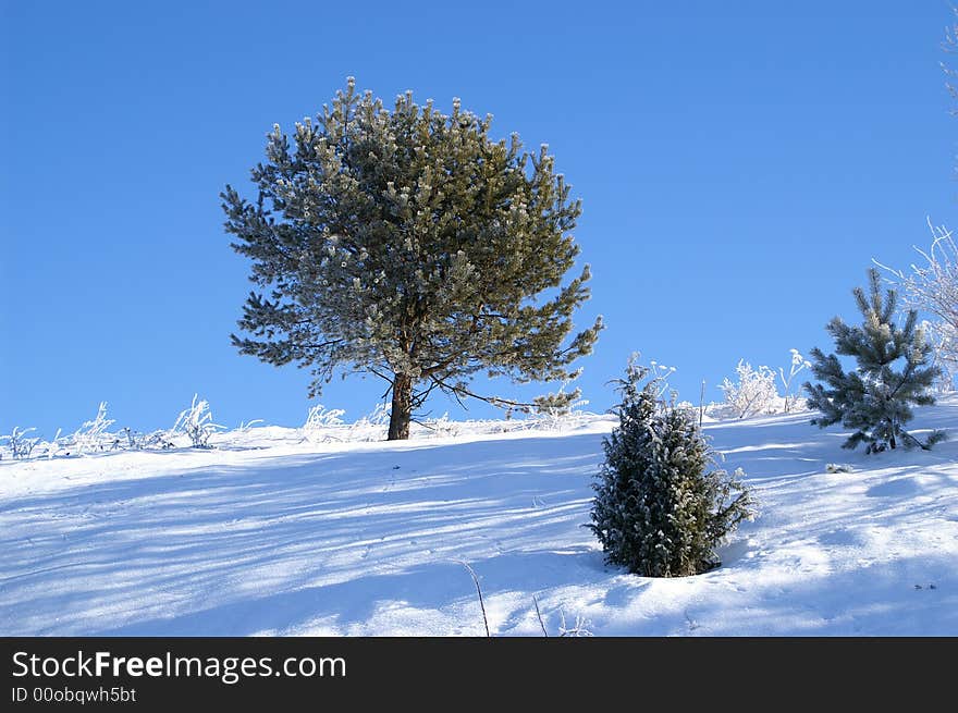 tree in snow