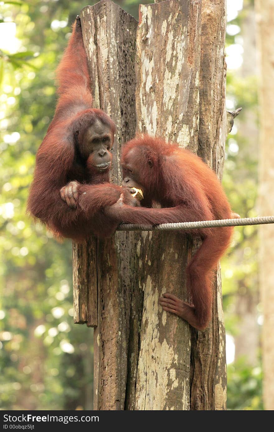 One Orang-Utan feeding another - Sepilok Rehabilitation Centre, Sabah, Malaysia