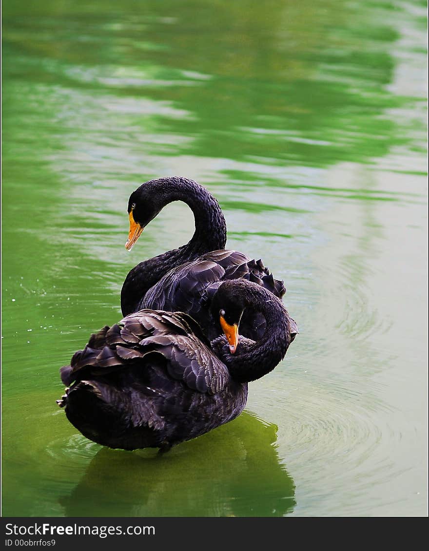 A couple of black swans are cleaning their bodies in a park. The green water and the swans show the spring and vitality. A couple of black swans are cleaning their bodies in a park. The green water and the swans show the spring and vitality.