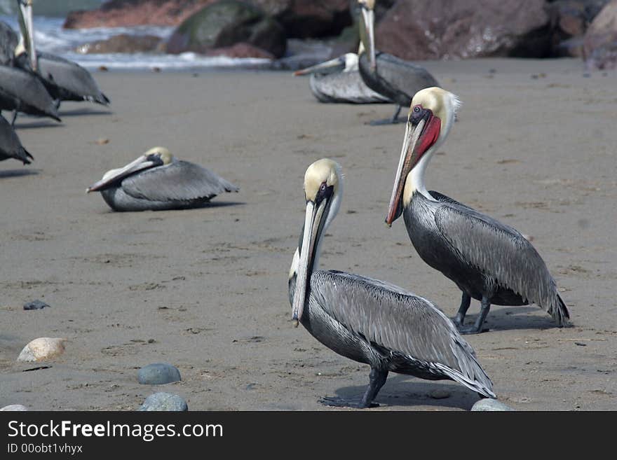 Brown pelican shot in Mexico. Brown pelican shot in Mexico.