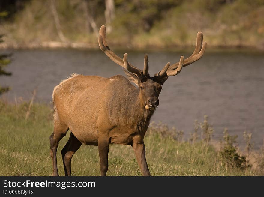 Bull elk in velvet.