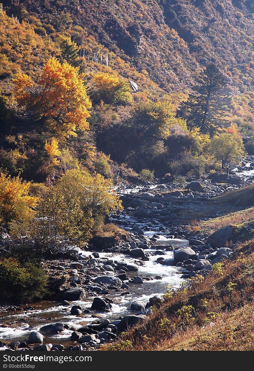 Yellow leaves and A brook