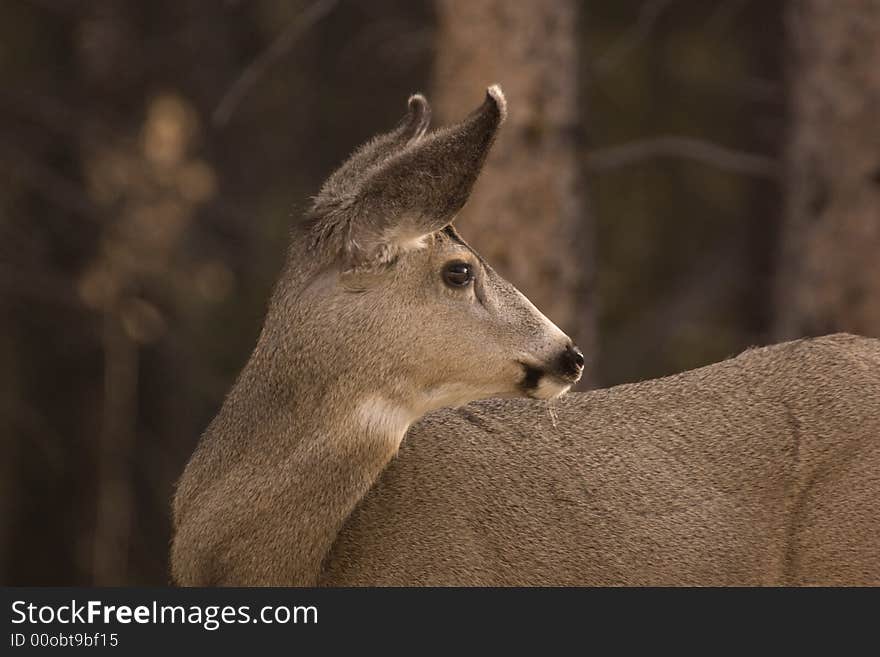 Mule deer shot in Jasper National Park. Mule deer shot in Jasper National Park.