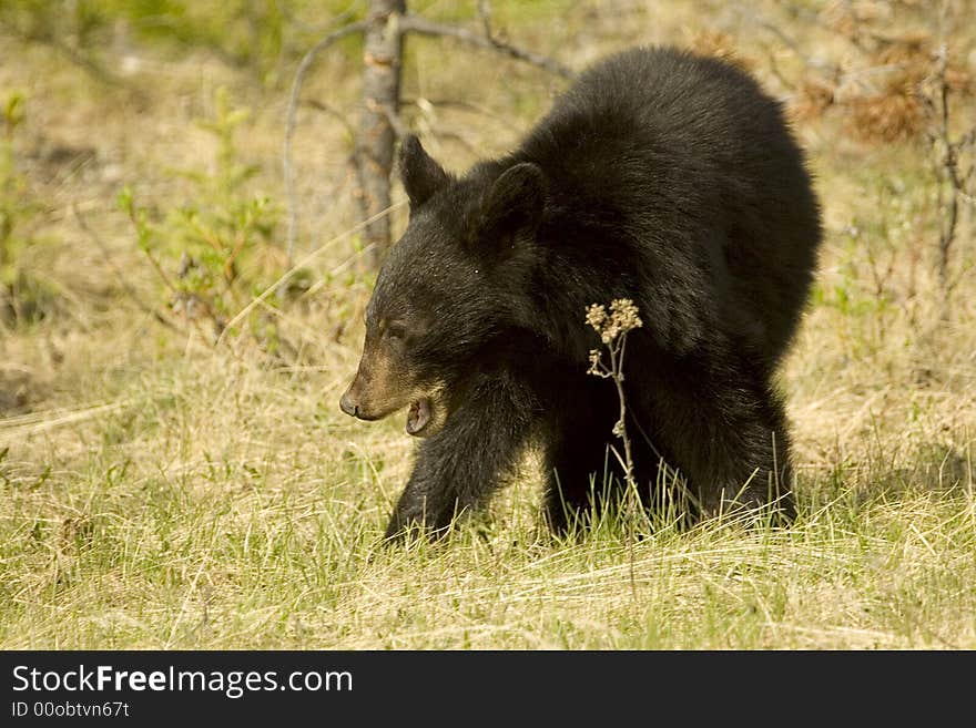 Shot in Jasper National Park, Alberta. Shot in Jasper National Park, Alberta.