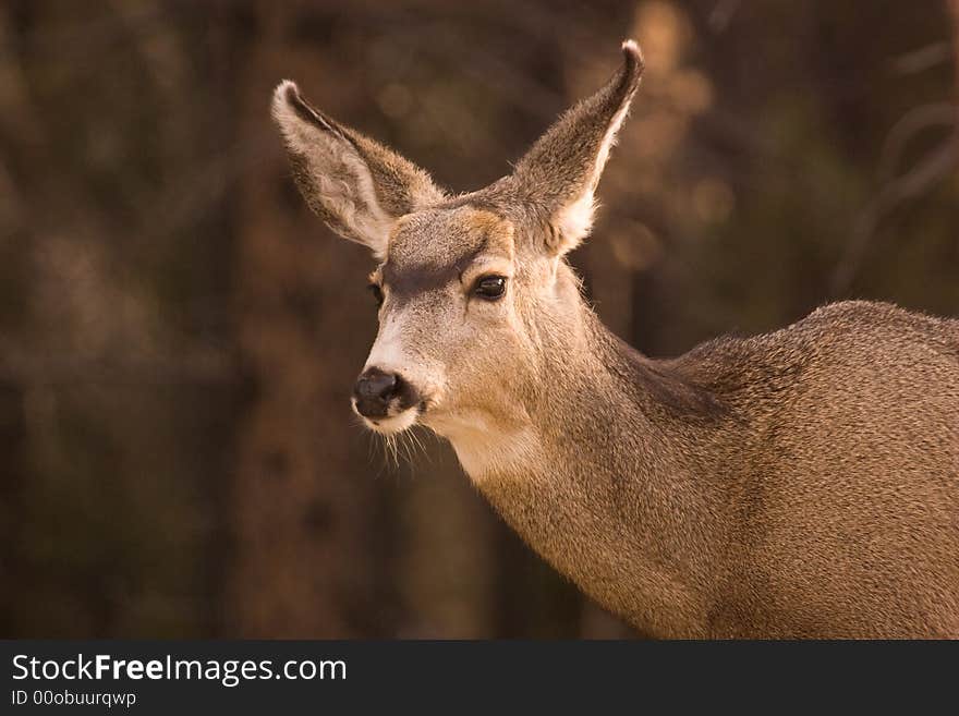 Mule deer.