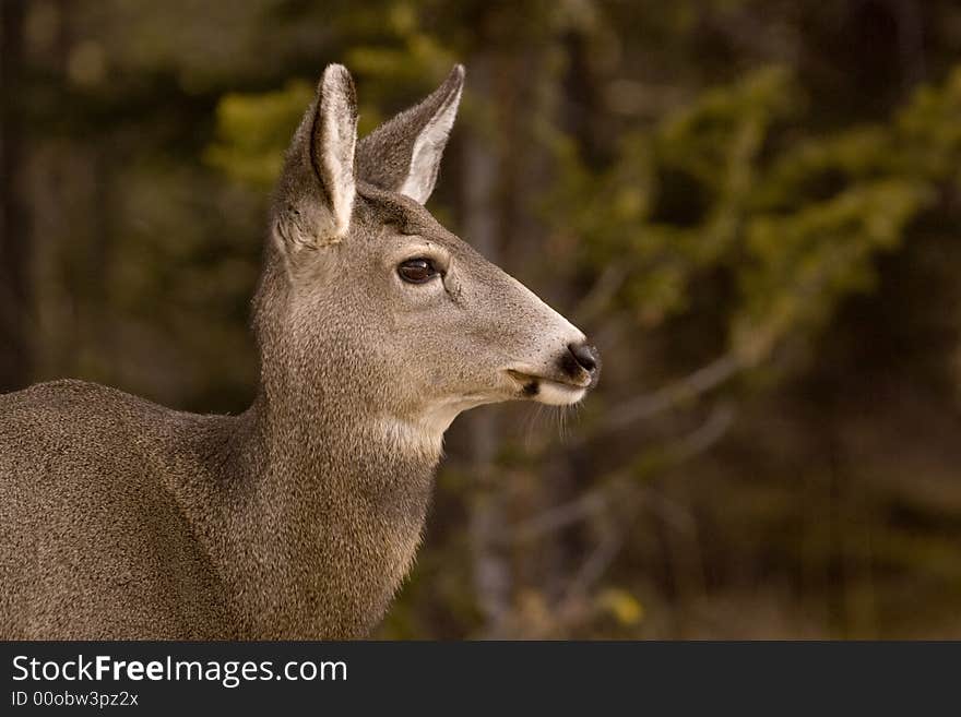 Mule deer.