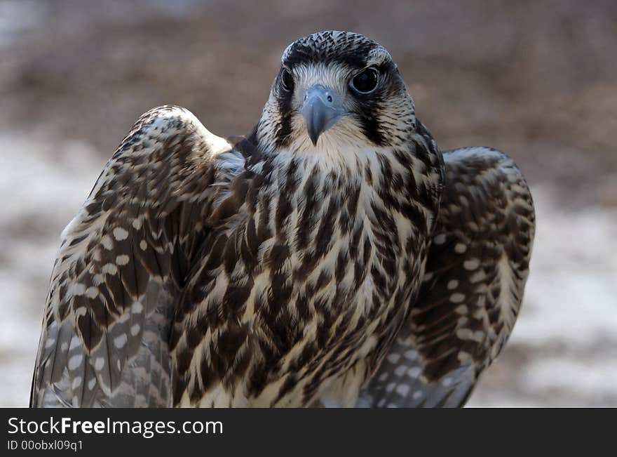 Close up of the hawk.