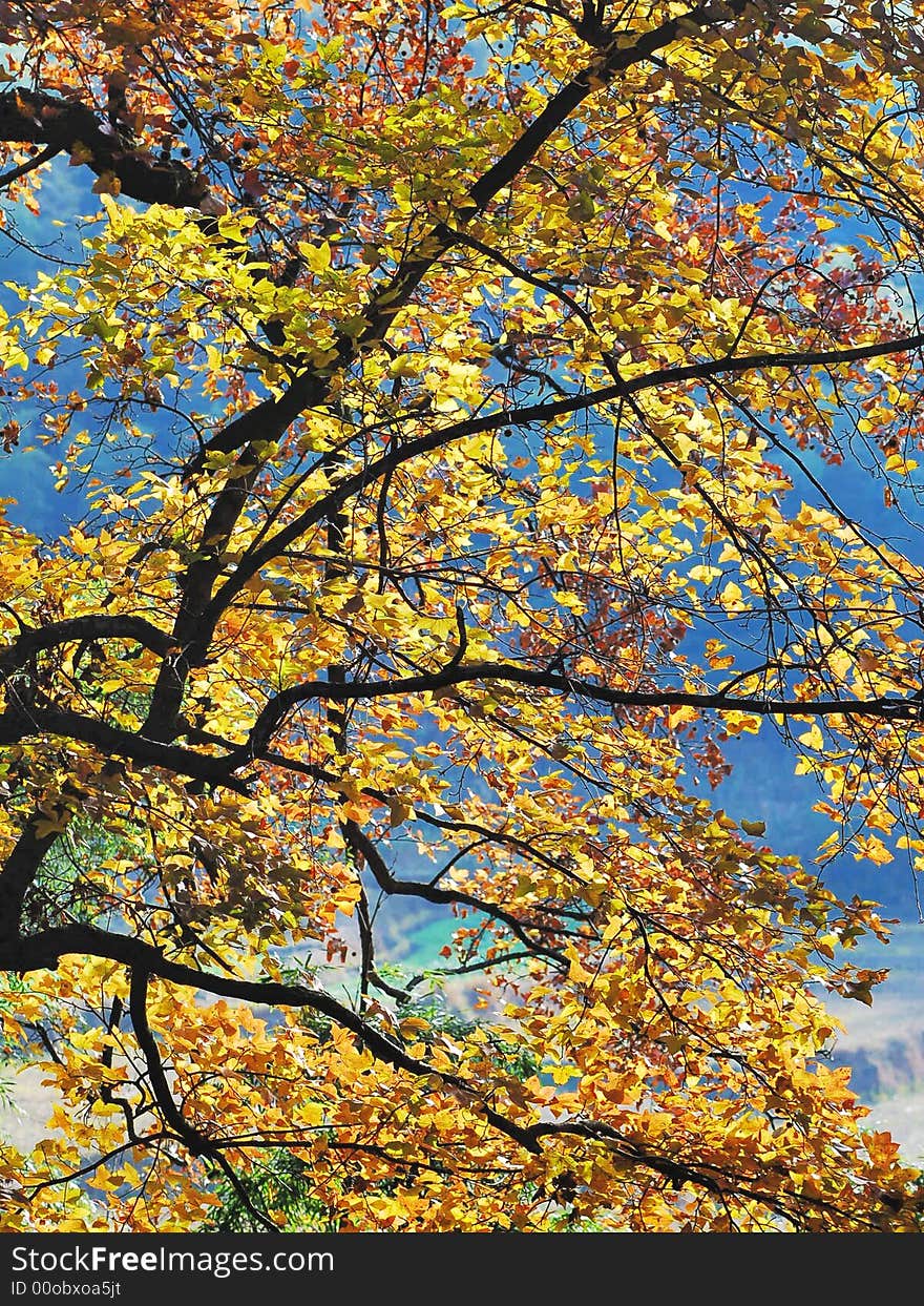 Yellow leaves and Branches