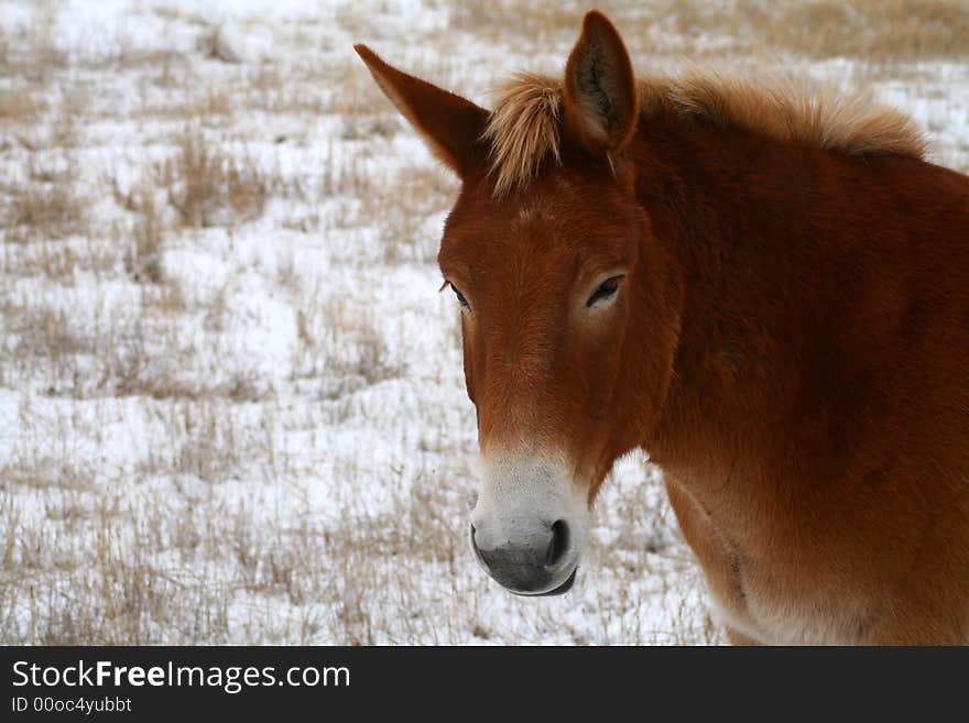 Mules grazing in pasture after light snow in Idaho. Mules grazing in pasture after light snow in Idaho