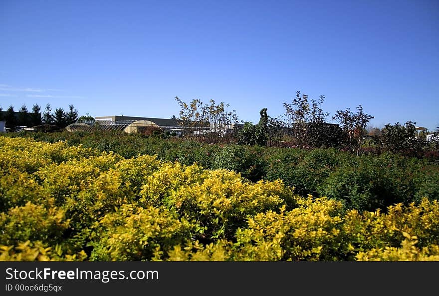 Rows of croton and rose plants in a nursery. Rows of croton and rose plants in a nursery
