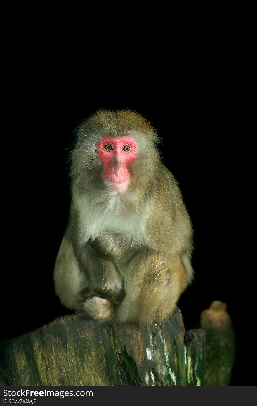 Young japanese macaque portrait shot