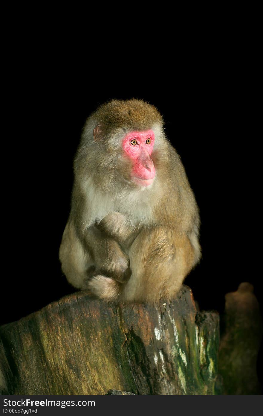 Young japanese macaque portrait shot