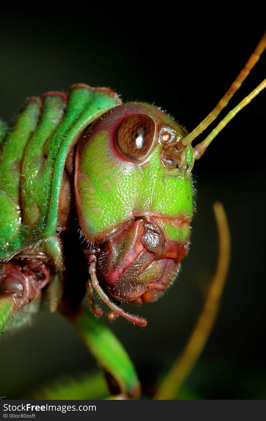 Big grasshopper head close-up shot