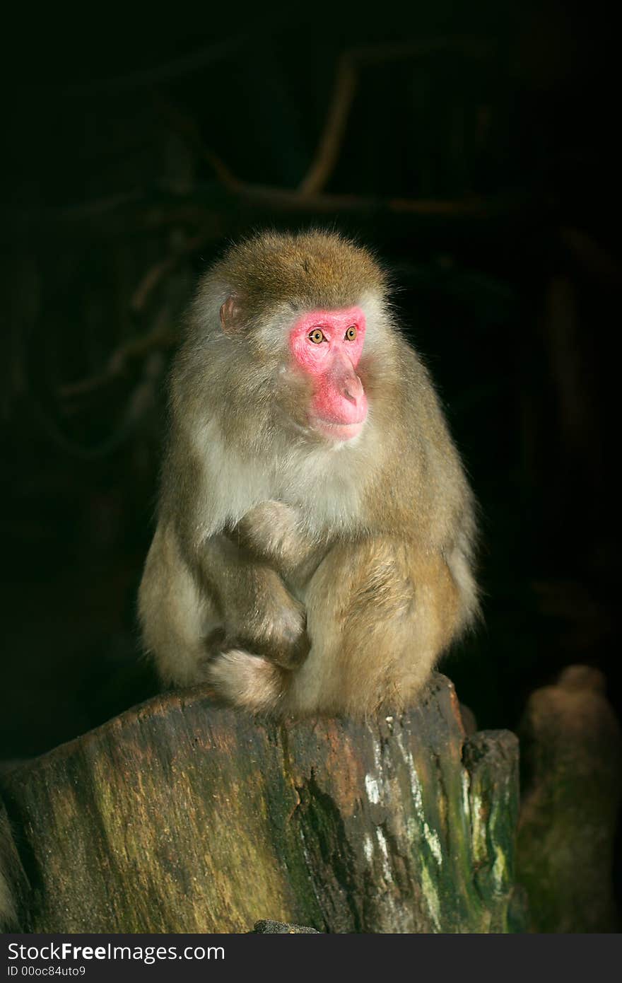 Young japanese macaque portrait shot