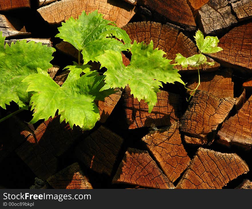 A grape wine against a fire wood background in natural afternoon sun. A grape wine against a fire wood background in natural afternoon sun.