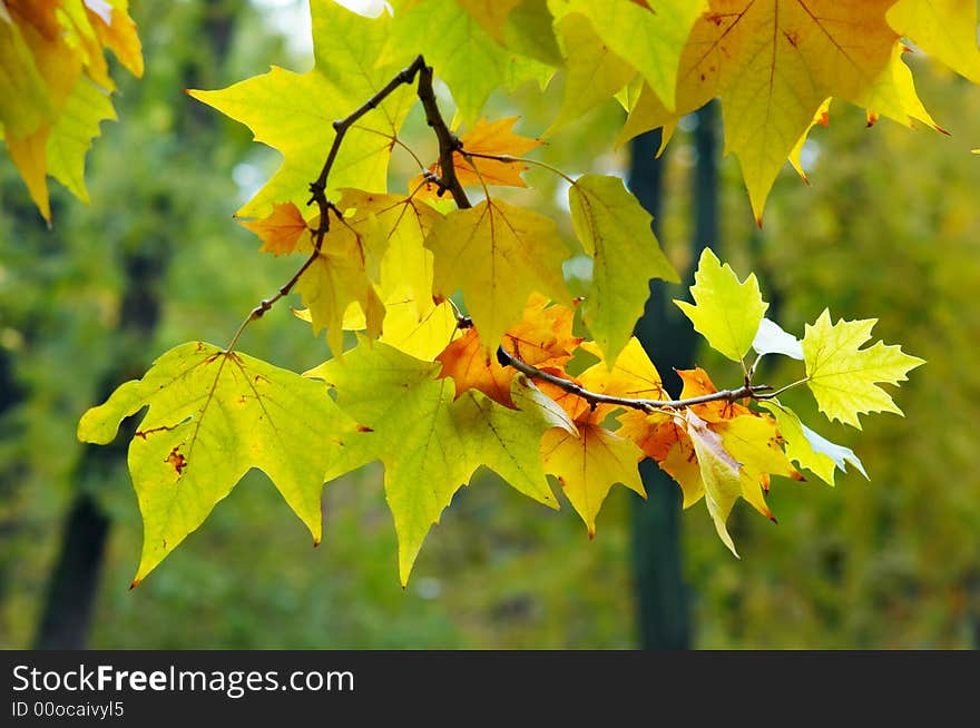 Yellow, orange and green autumn leaves on branches. Yellow, orange and green autumn leaves on branches