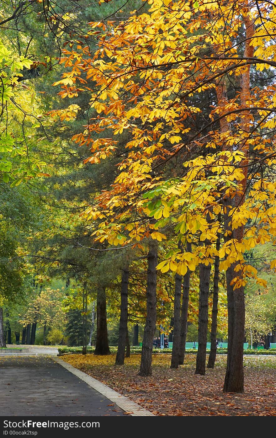 Multicolored trees at autumn avenue in the park. Multicolored trees at autumn avenue in the park