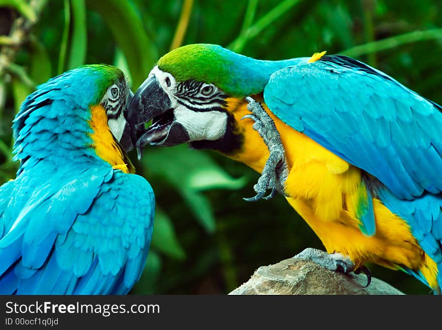 Two blue and gold macaws having an intimate relationship. Two blue and gold macaws having an intimate relationship