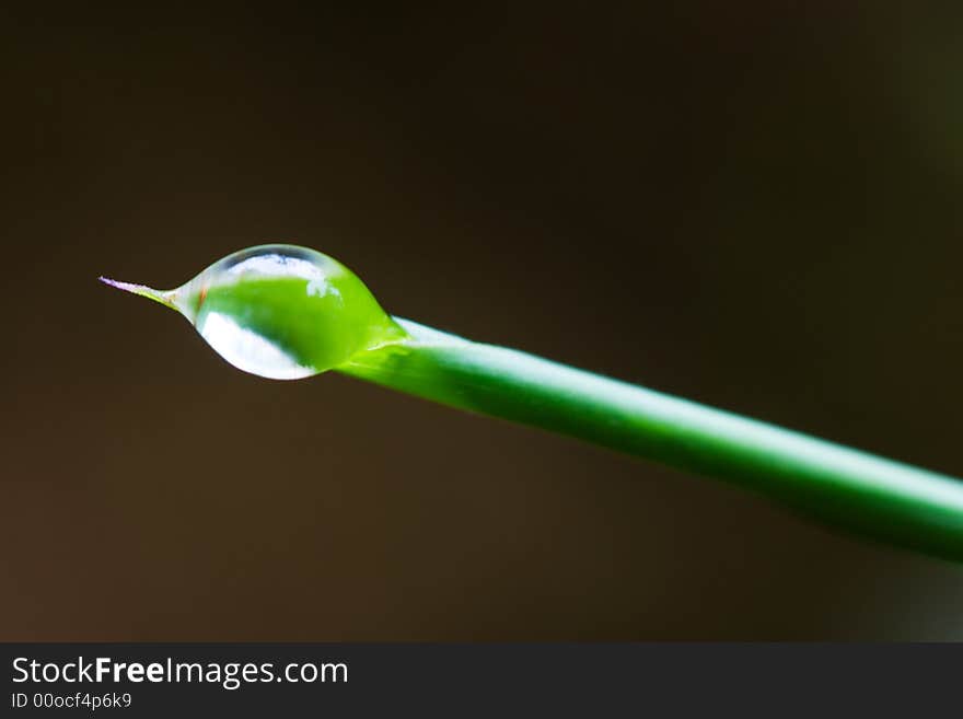 Morning dew on the edge of a grass leaf making it look like an arrow. Morning dew on the edge of a grass leaf making it look like an arrow