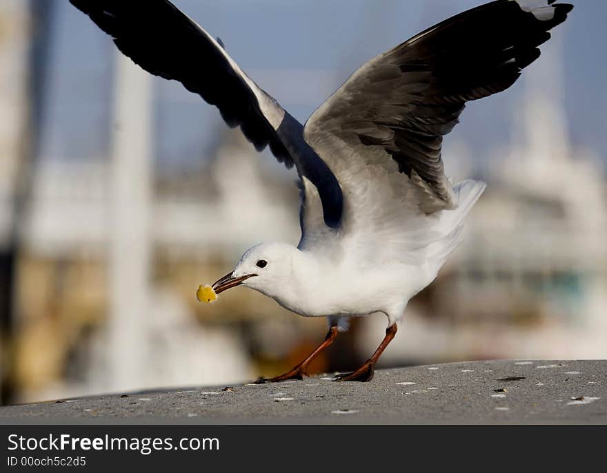 Shot from the  Victoria Port of Cape Town in South Africa. Shot from the  Victoria Port of Cape Town in South Africa