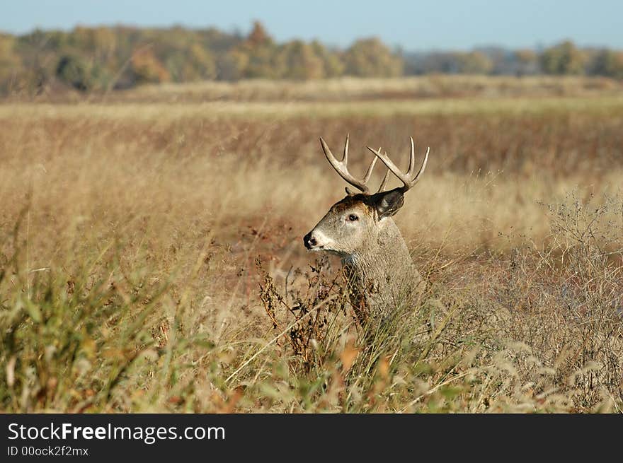 The head and antlers of a white-tailed deer buck above the grassland prairie. The head and antlers of a white-tailed deer buck above the grassland prairie.