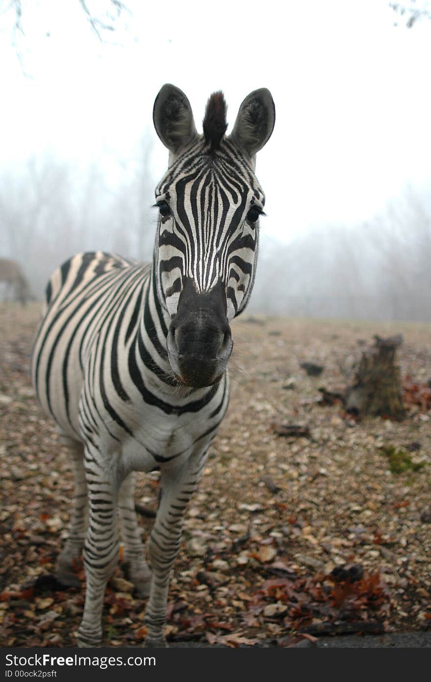 Zebra