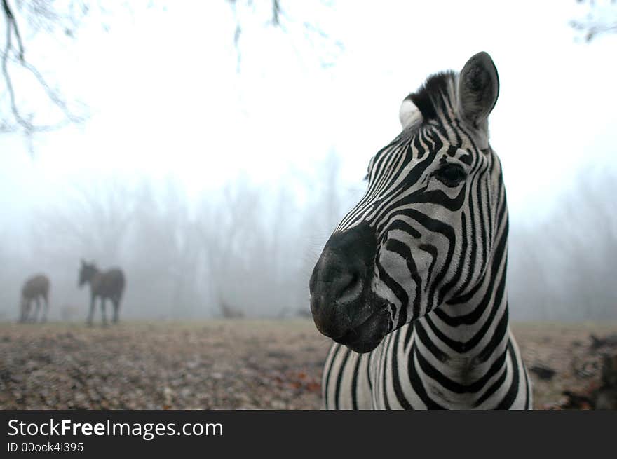 A striped zebra stands in front of a foggy forest on a winter day. A striped zebra stands in front of a foggy forest on a winter day.