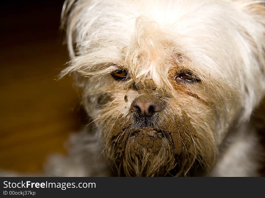 Shot of a dog with a muddy face after burying her bone.