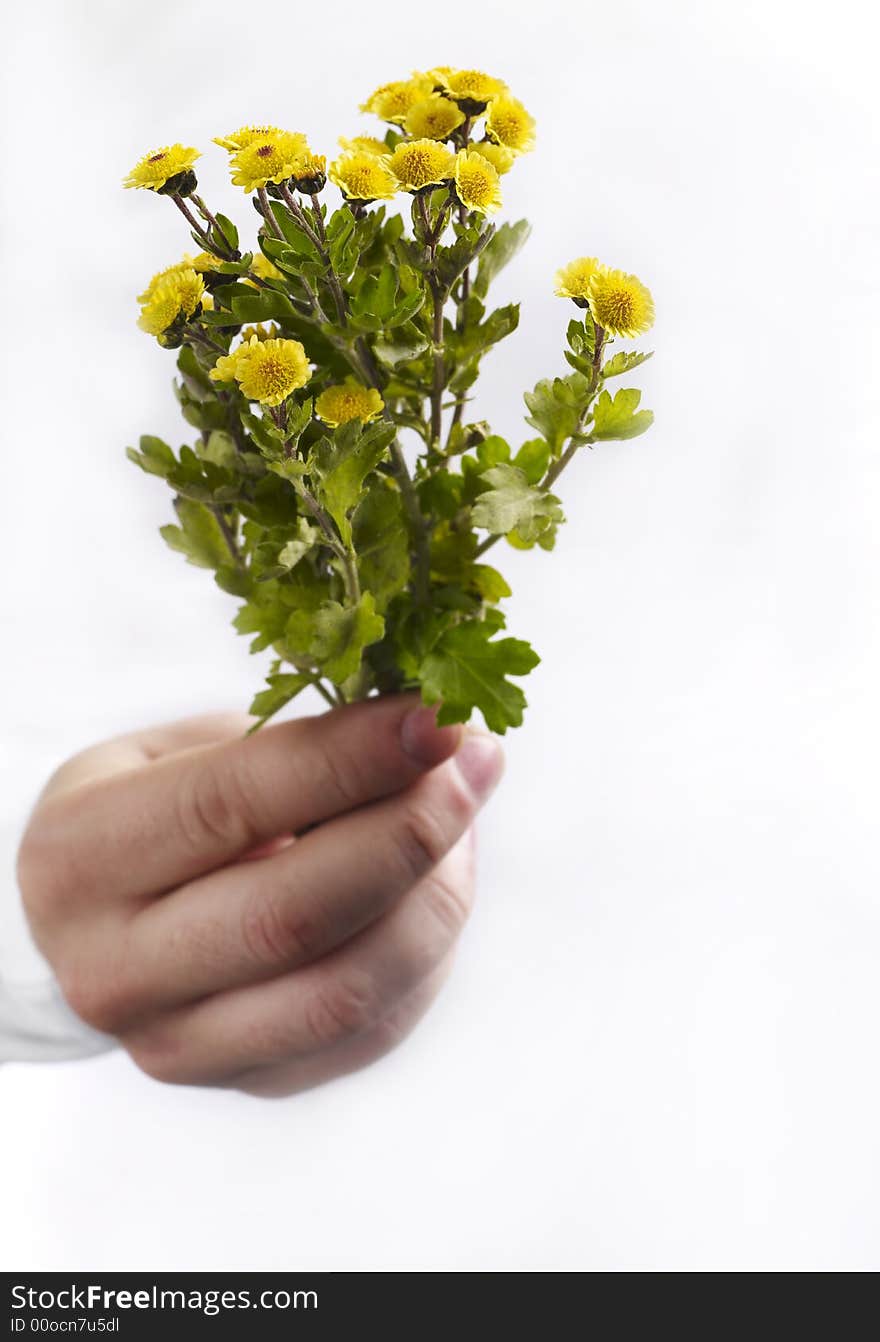 Hands with flower isolated on white. Hands with flower isolated on white