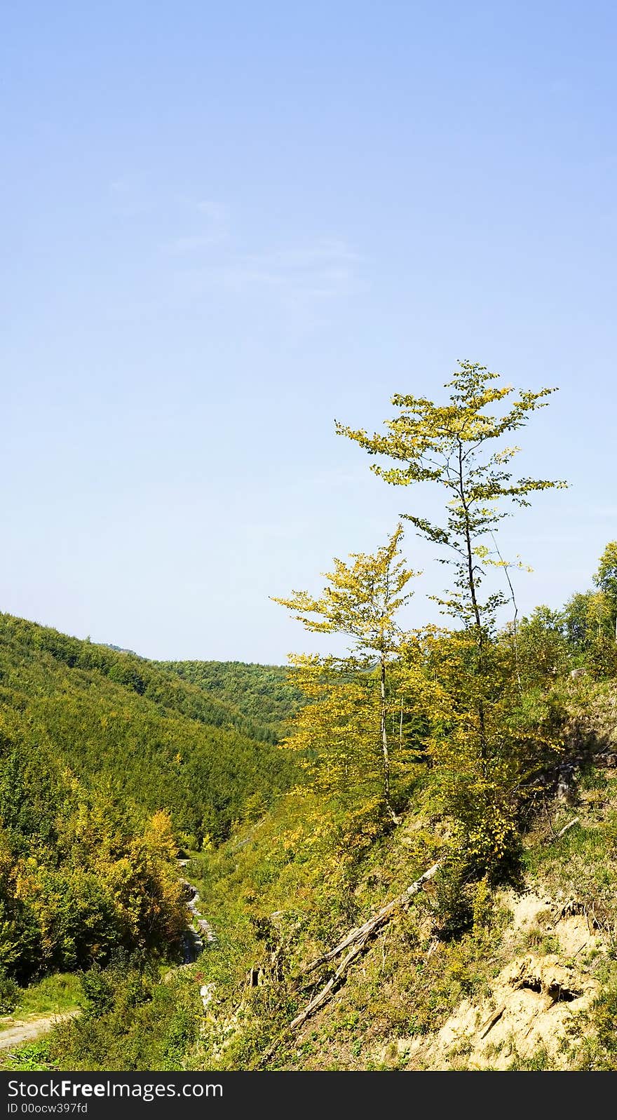 Deciduous forest setting in summer